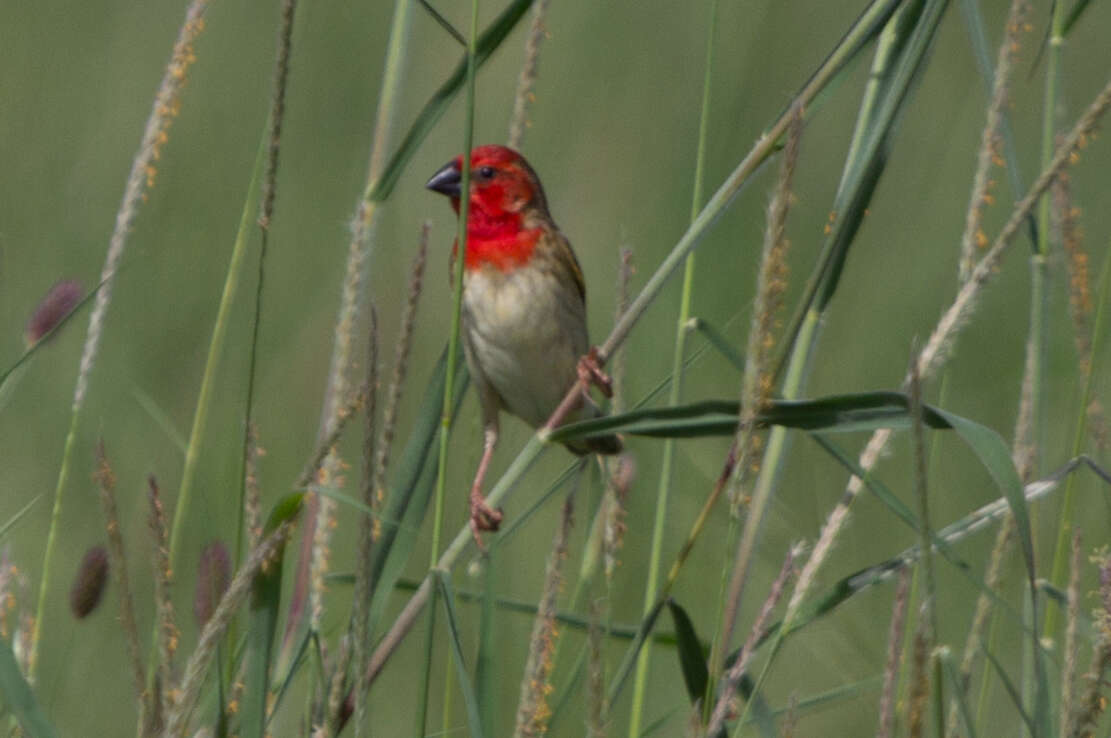 Слика од Quelea cardinalis (Hartlaub 1880)