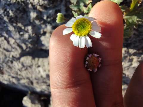 Perityle crassifolia Brandeg. resmi