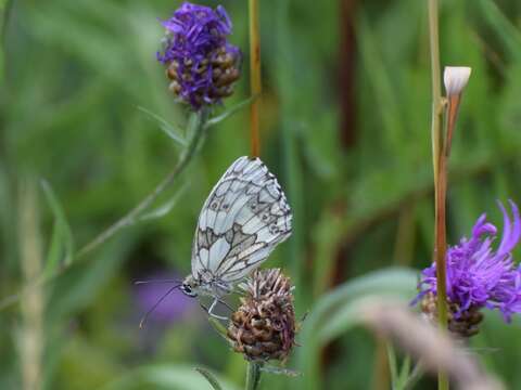 Image of marbled white