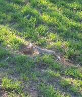 Image of thirteen-lined ground squirrel