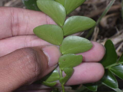 Image of Phyllanthus buxifolius (Blume) Müll. Arg.