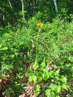 Image of Ligularia calthifolia Maxim.