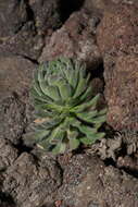 Image of Mt. Lassen draba