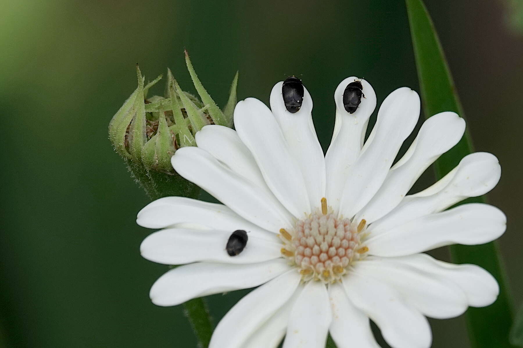 Image of Sap beetle