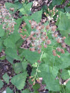 Image of Havana snakeroot