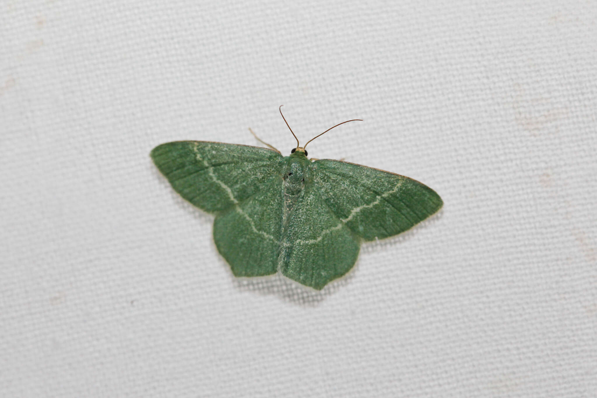 Image of southern grass emerald