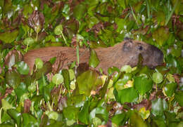 Image of Lesser Capybara