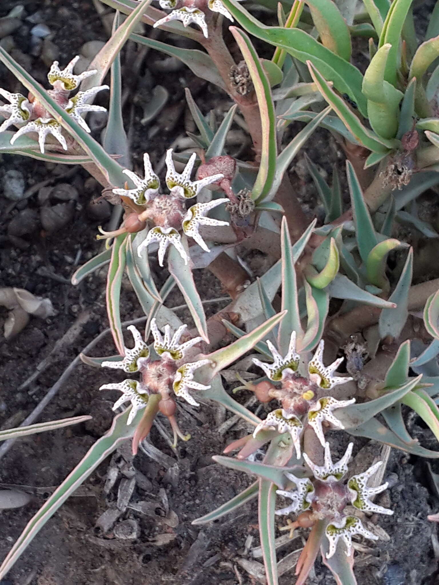 Image of Euphorbia pseudotuberosa Pax