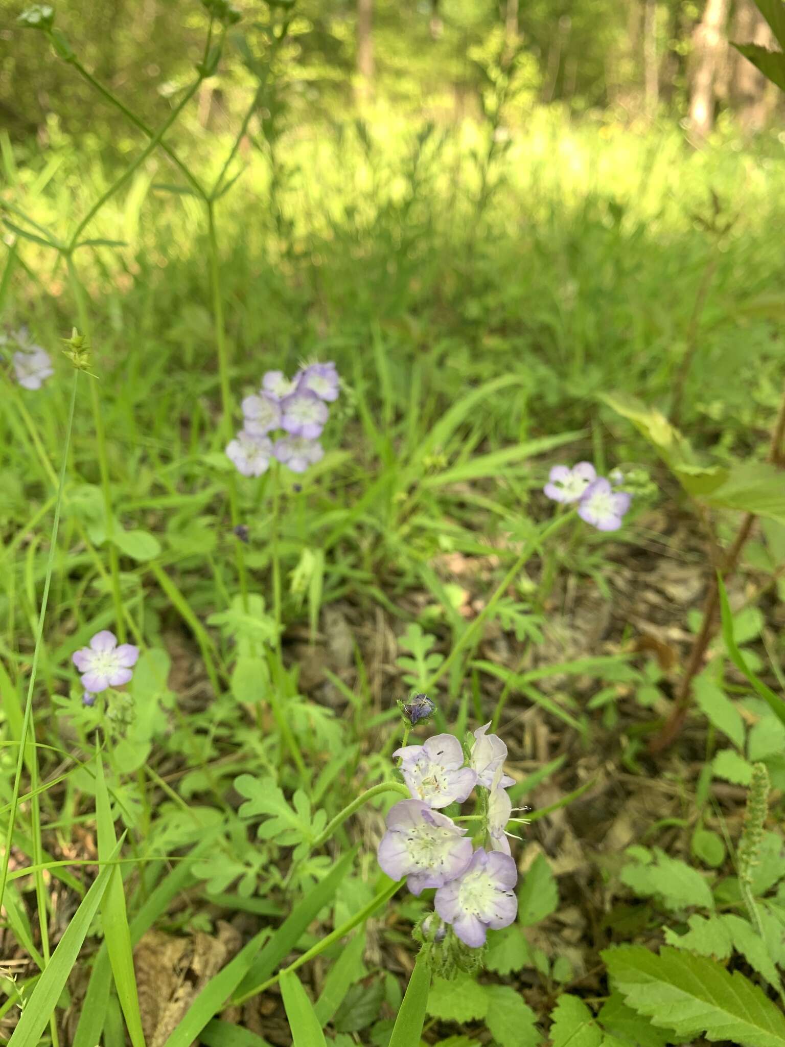 Sivun Phacelia hirsuta Nutt. kuva