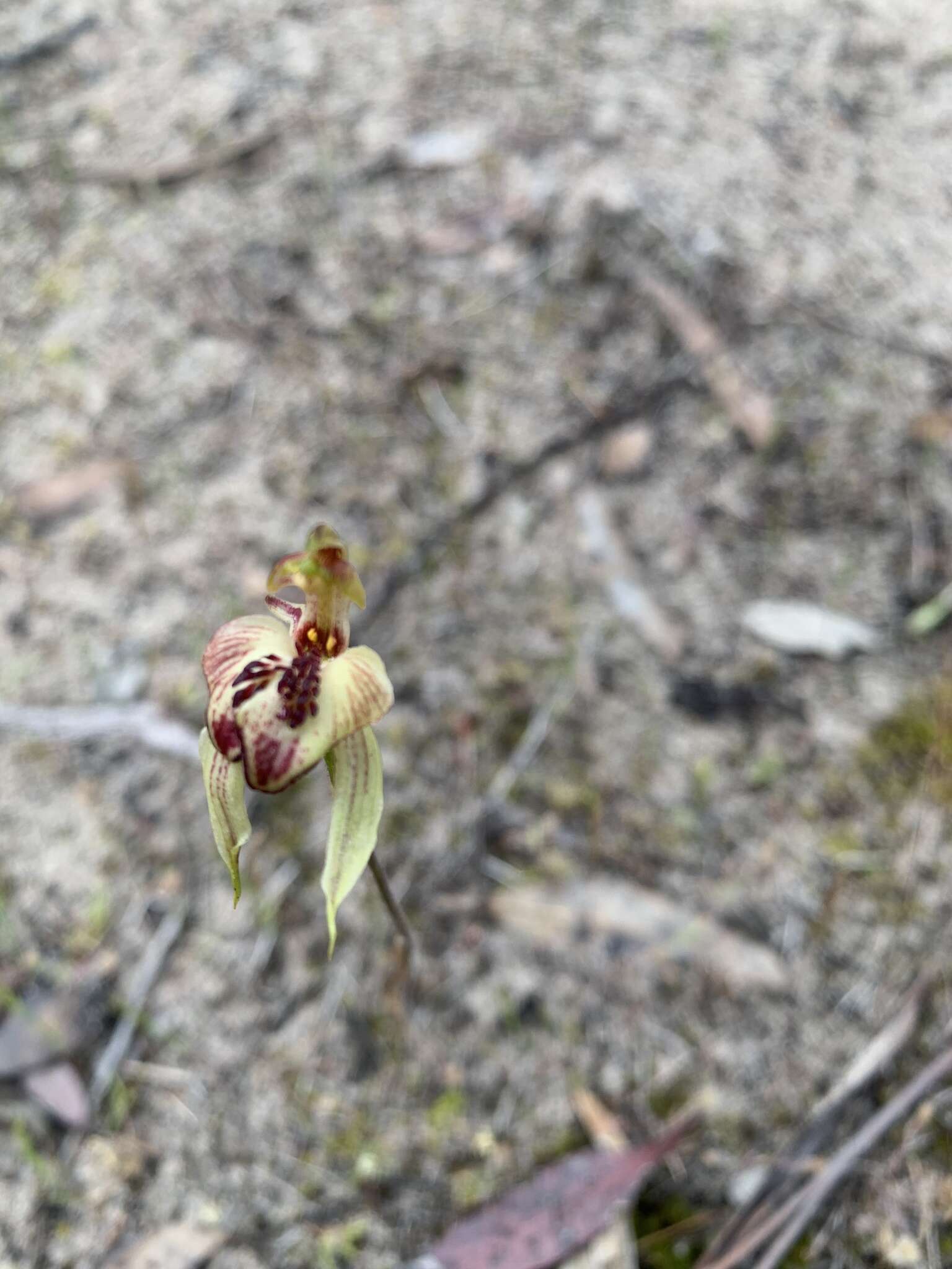 Image of Thick-lipped spider-orchid