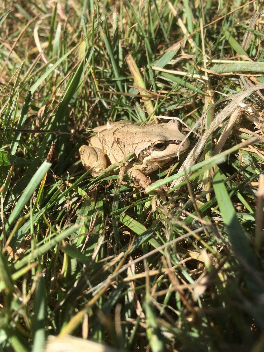 Image of Alpine Tree Frog