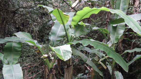 Image of Musa itinerans var. formosana (Warb.) Häkkinen & C. L. Yeh