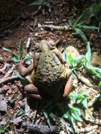 Rhinella rubescens (Lutz 1925) resmi