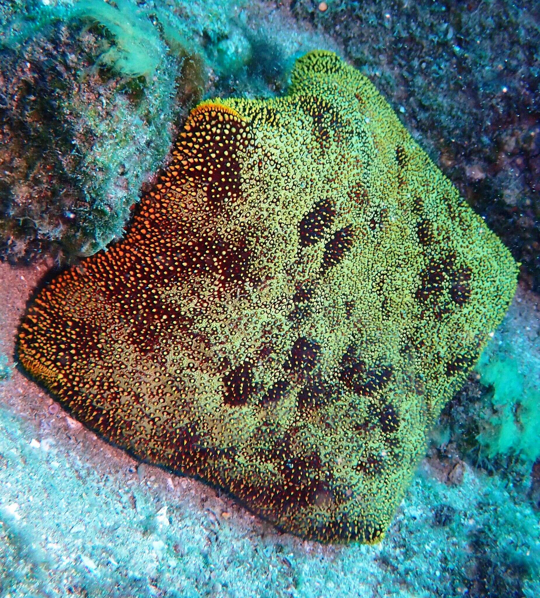 Image of Cushion star