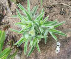 Image of Euphorbia gueinzii Boiss.