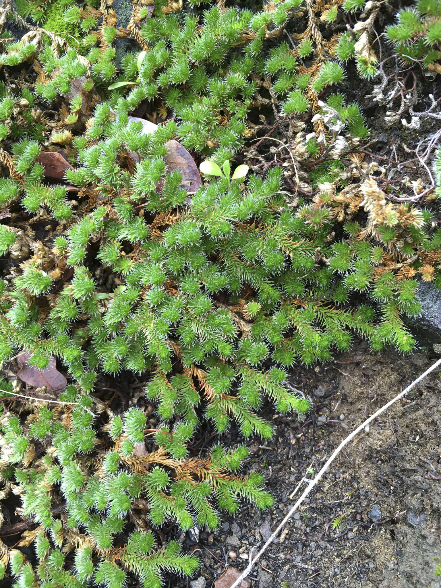 Image of Hansen's spikemoss