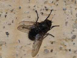 Image of Black-based cluster fly