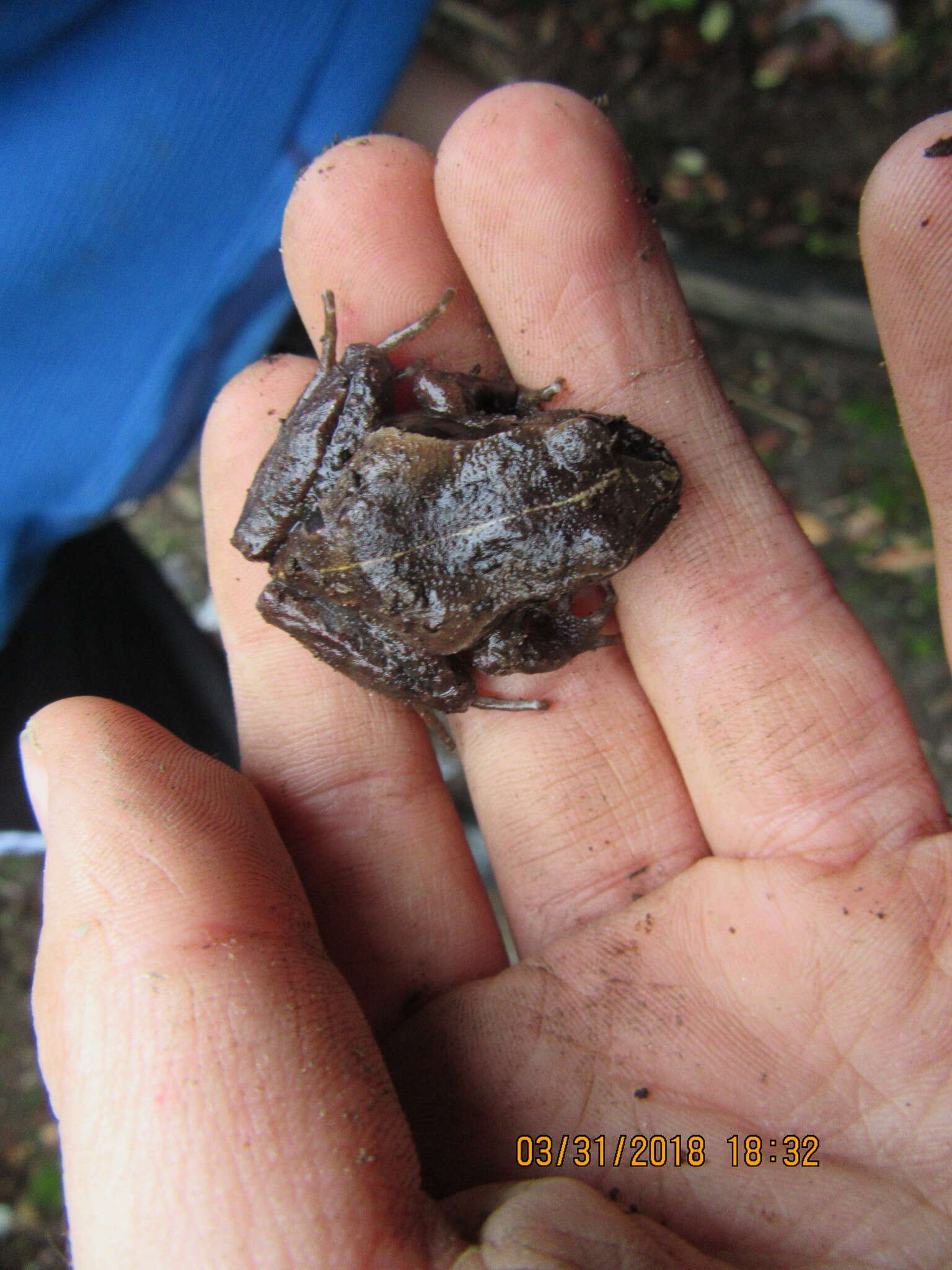 Image of Chiloe Island Ground Frog
