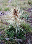 Image of Cirsium culebraense Ackerf.