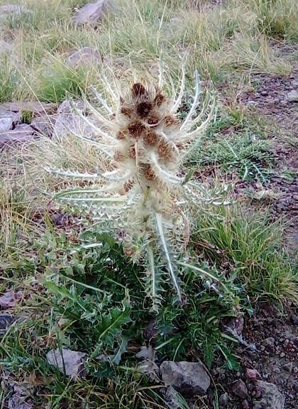 Image de Cirsium culebraense Ackerf.