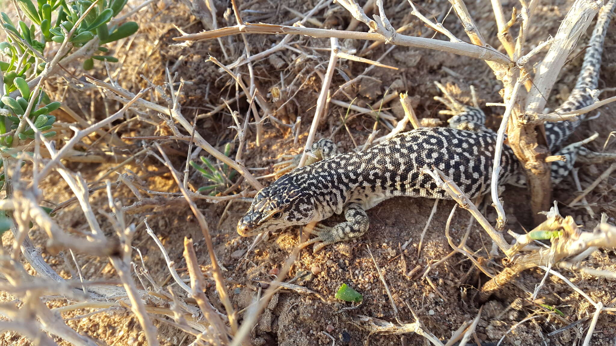 Image of Gobi Racerunner