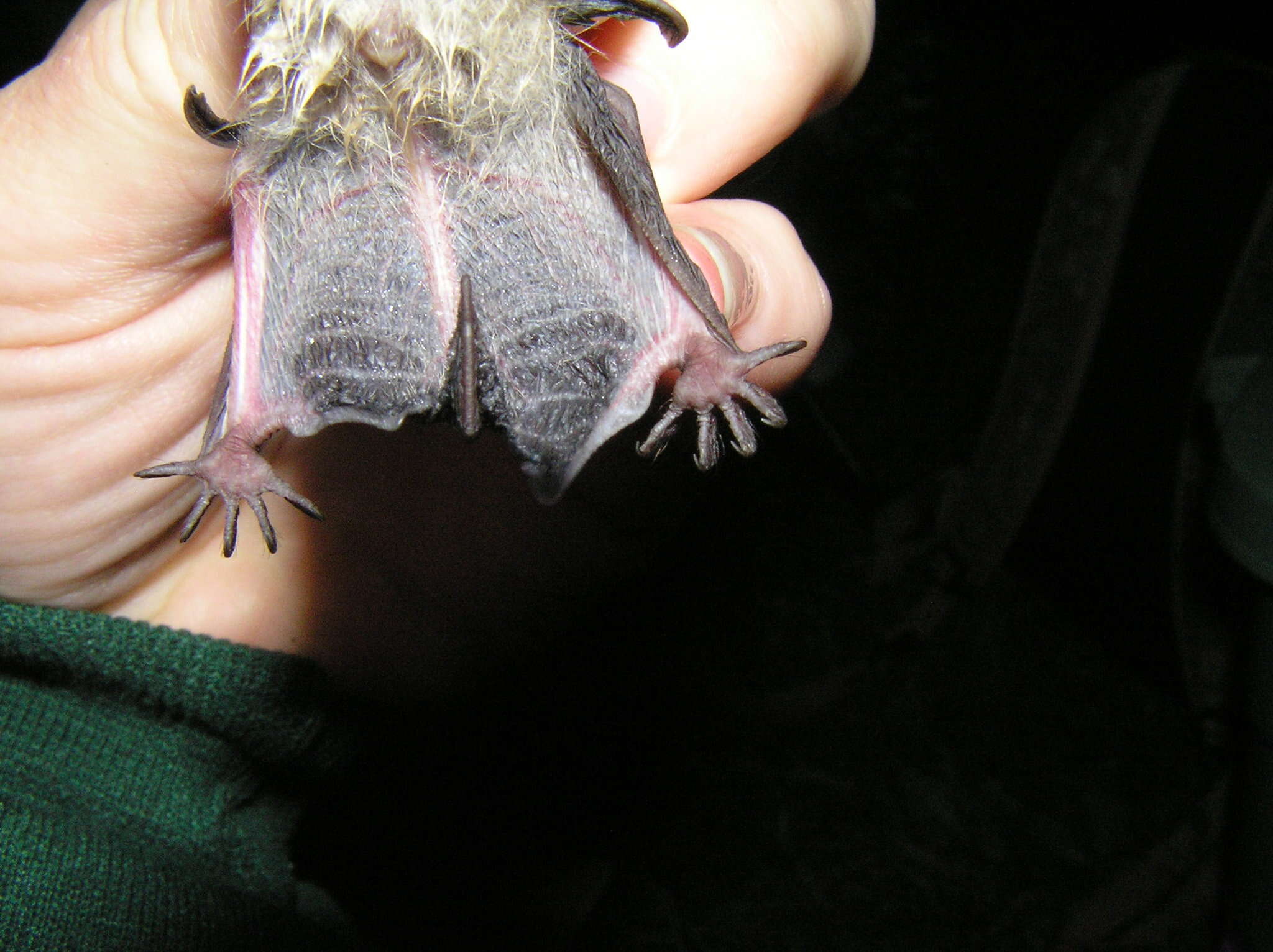 Image of Indiana Bat