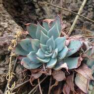 Image of Echeveria subalpina Rose & Purpus