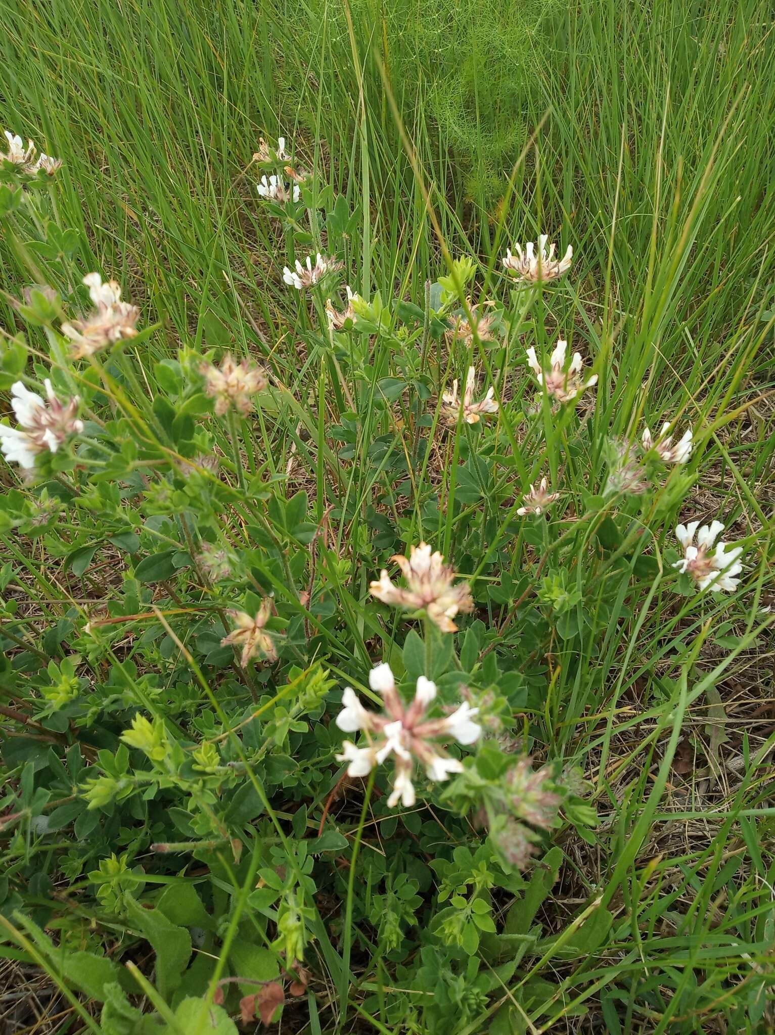 Слика од Dorycnium hirsutum (L.) Ser.