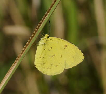 Image de Eurema hecabe (Linnaeus 1758)