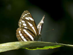 Image of Neptis leucoporus cresina