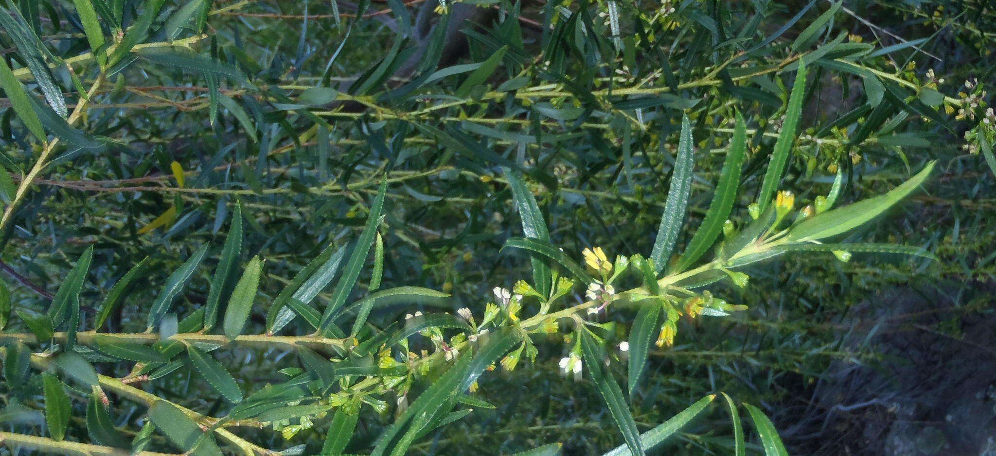 Image of Empleurum unicapsulare (L. fil.) Skeels