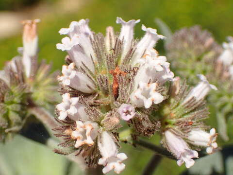 Image of Pacific yerba santa