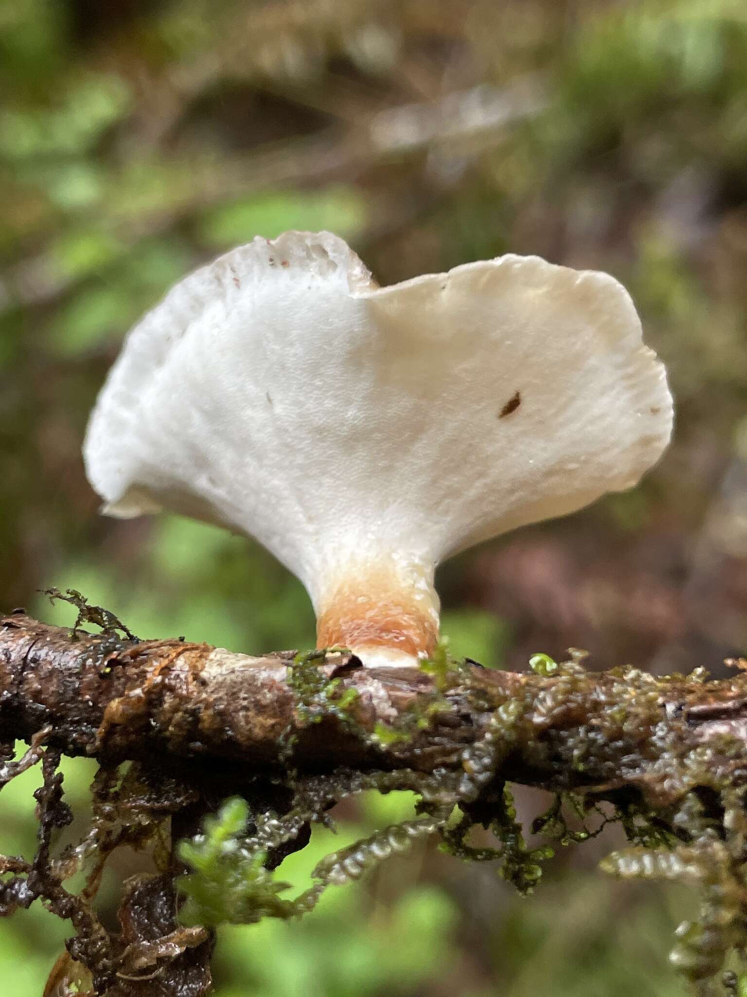 Image of Picipes tubaeformis (P. Karst.) Zmitr. & Kovalenko 2016