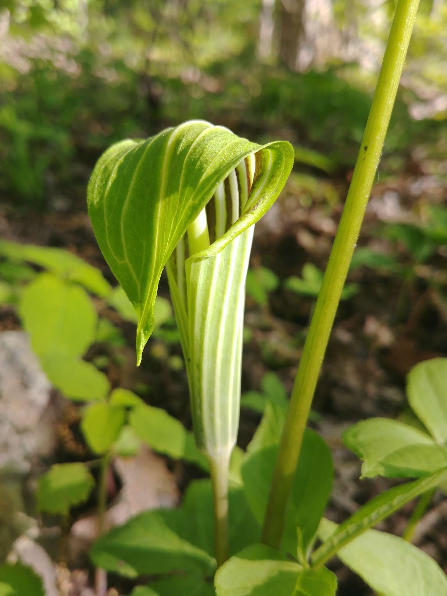 Image of Arisaema stewardsonii Britton