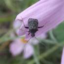 Proboscidocoris varicornis (Jakovlev 1904) resmi