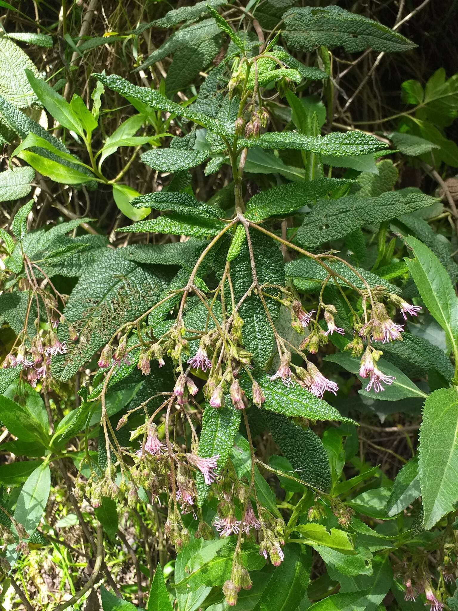 Image of Aristeguietia glutinosa (Lam.) R. King & H. Rob.