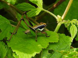 Image of Eupholidoptera chabrieri (Charpentier 1825)