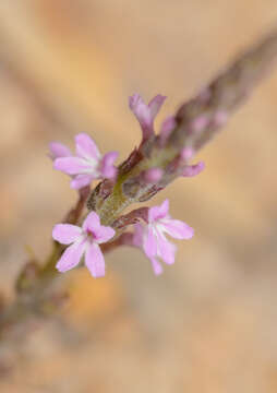 Imagem de Striga gesnerioides (Willd.) Vatke