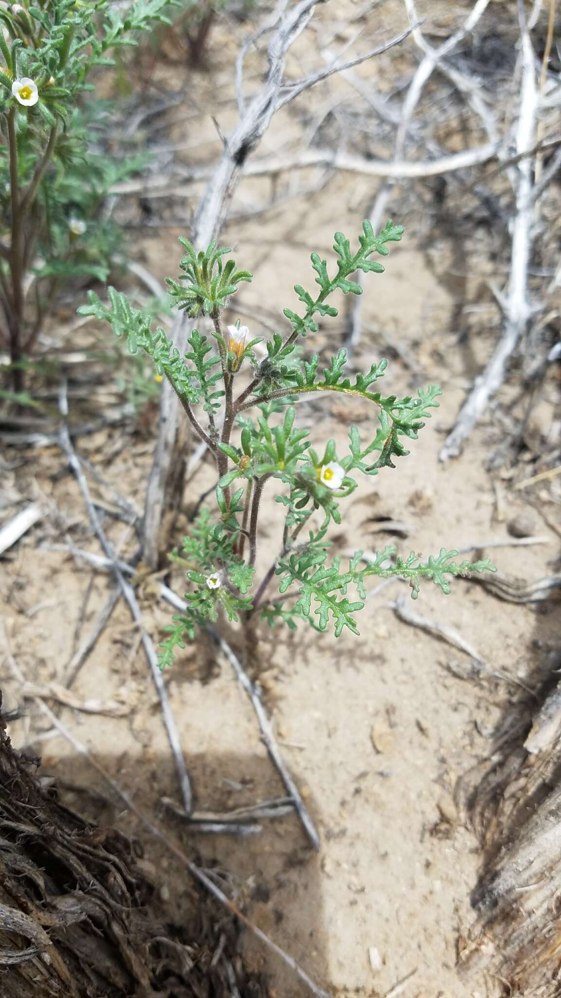 Image of sticky phacelia