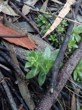 Image of Echeveria ballsii Walther