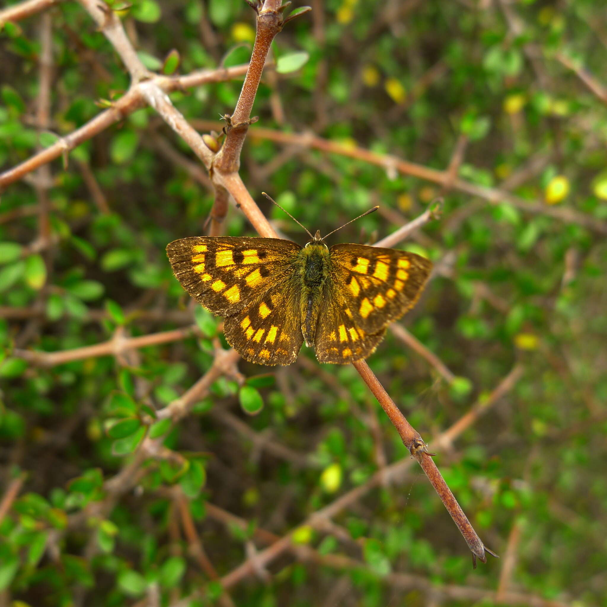 Lycaena feredayi (Bates 1867) resmi