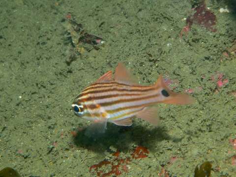 Image of Candystripe cardinalfish