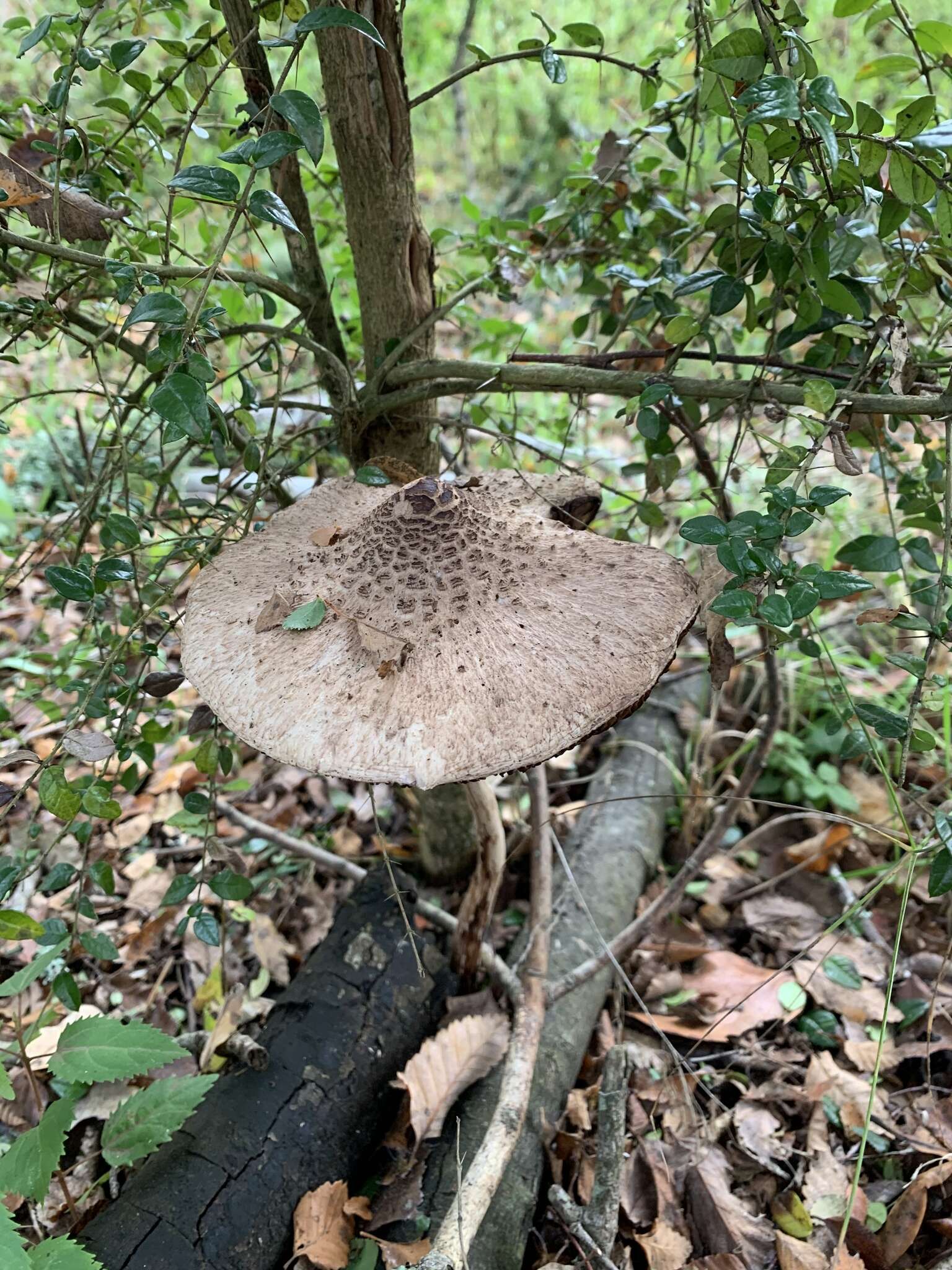 Macrolepiota bonaerensis (Speg.) Singer 1951 resmi