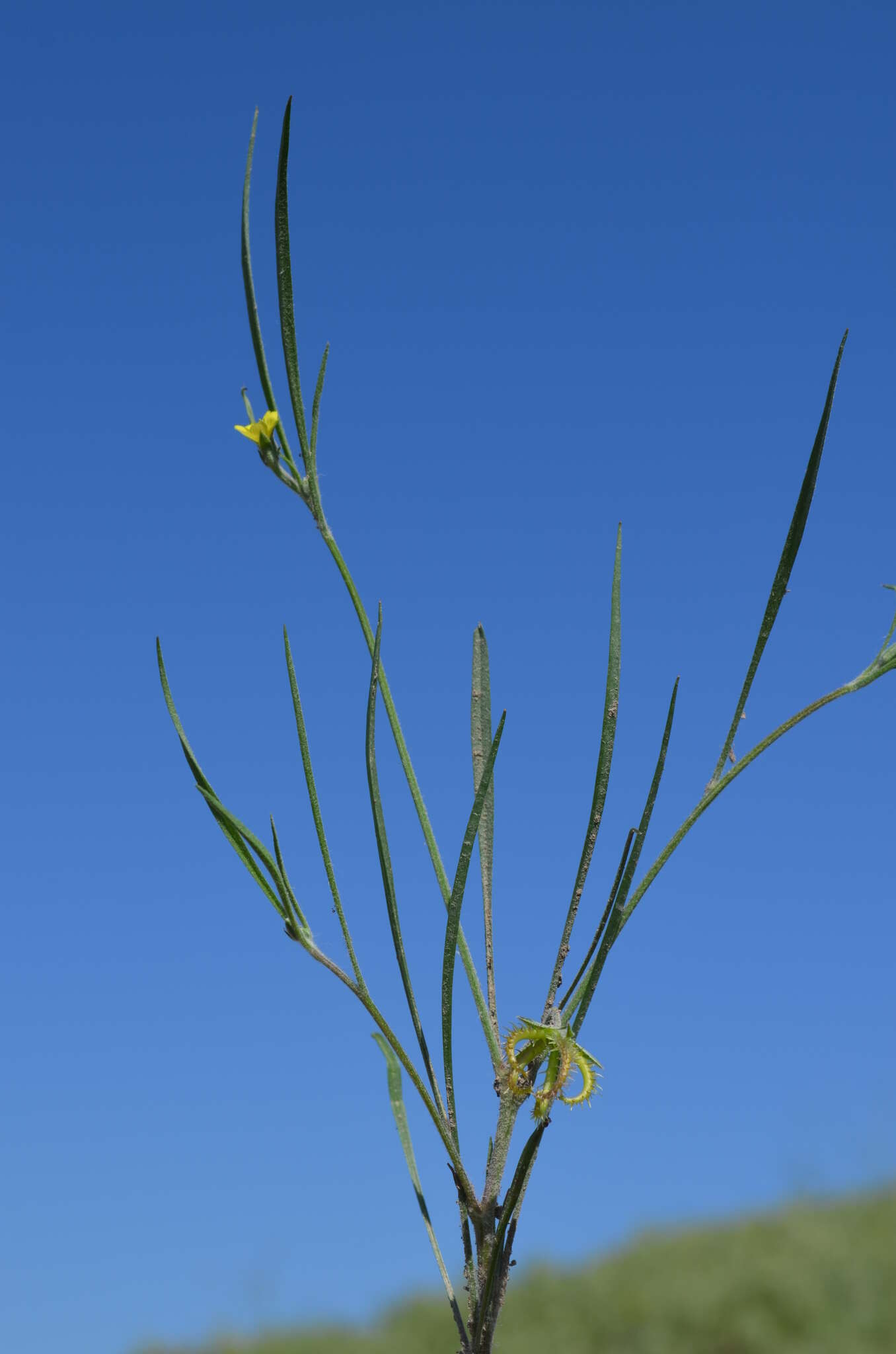 Image de Koelpinia linearis Pall.