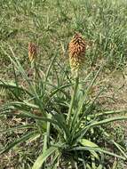 Image of Kniphofia ensifolia subsp. ensifolia