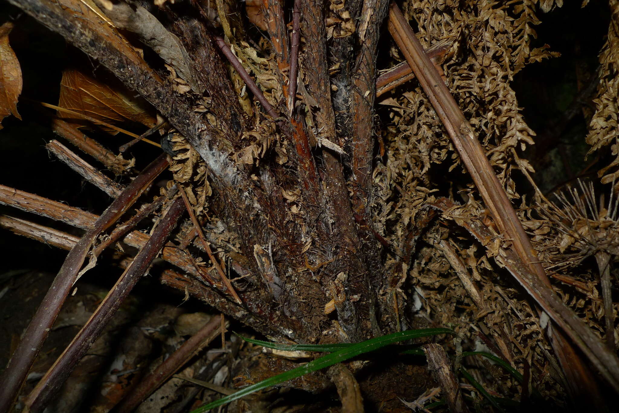 Image de Parablechnum chauliodontum (Copel.) Gasper & Salino