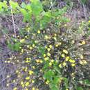 Image of Helianthemum jonium Lacaita & Grosser ex Fiori & Beguinot