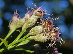 Image de Saussurea petiolata Komarov ex Lipsch.