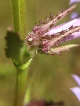 Image of Lobelia apalachicolensis D. D. Spauld., Barger & H. E. Horne