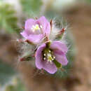 Image of Monsonia heliotropioides (Cav.) Boiss.